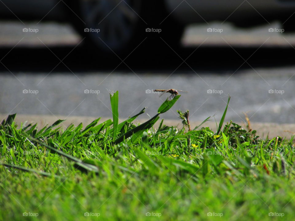 dragonfly on a blade of grass