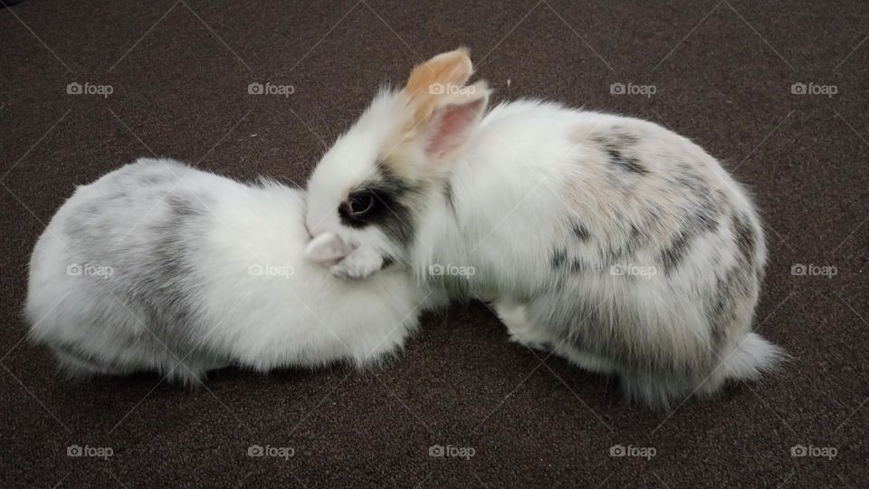 Two cute rabbits