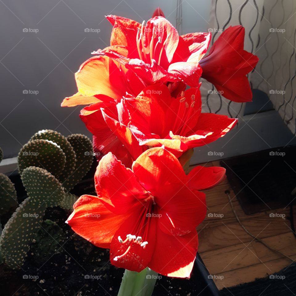 amaryllis