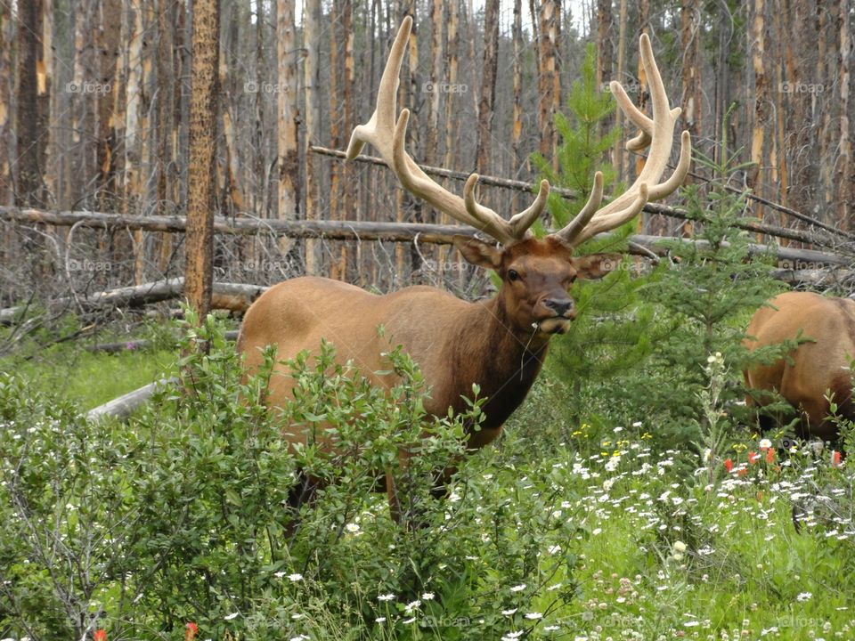 Elk in Alberta 