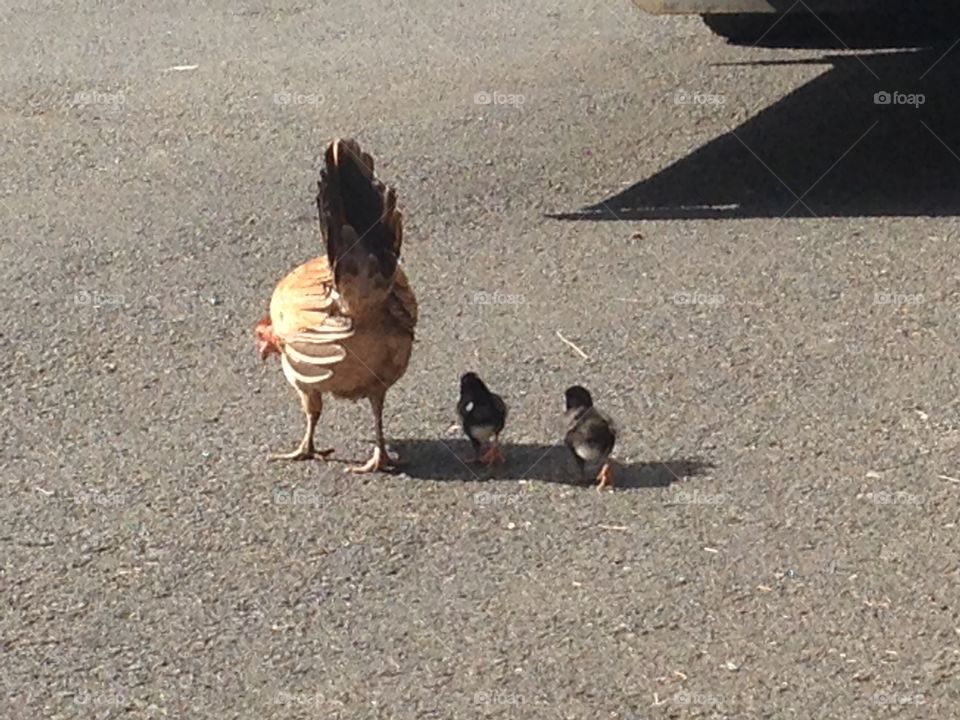 Mother hen and her chicks