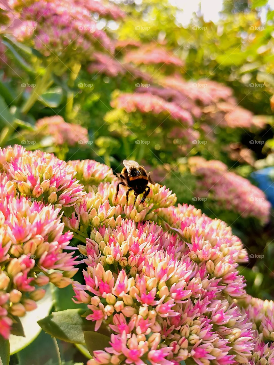 Bumblebee
