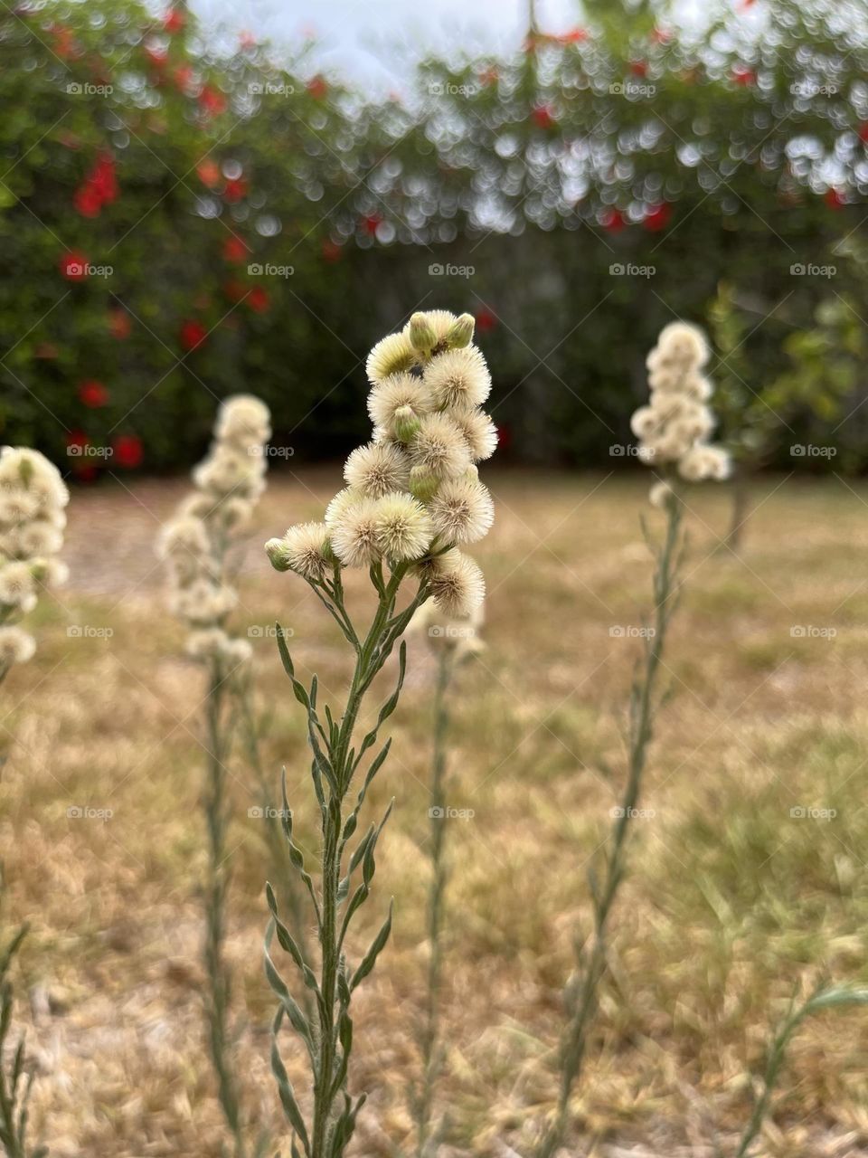 How beautiful is it 🫶