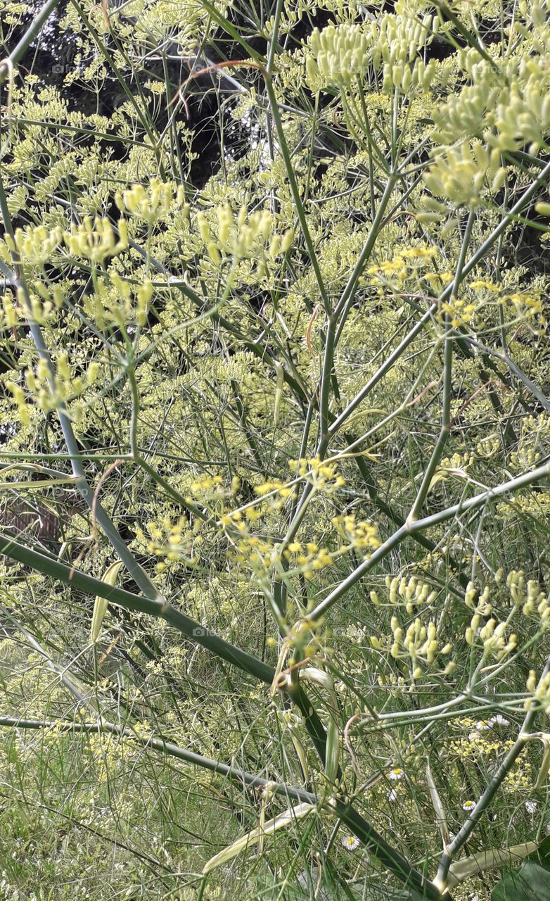 fennel flowers