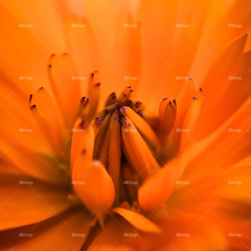 Close up blooms 