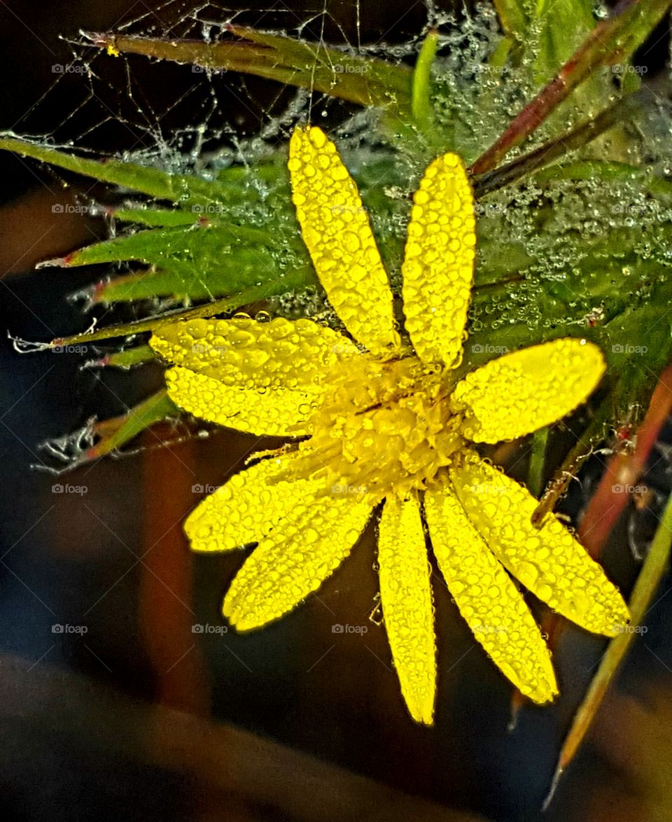 dew on wildflower