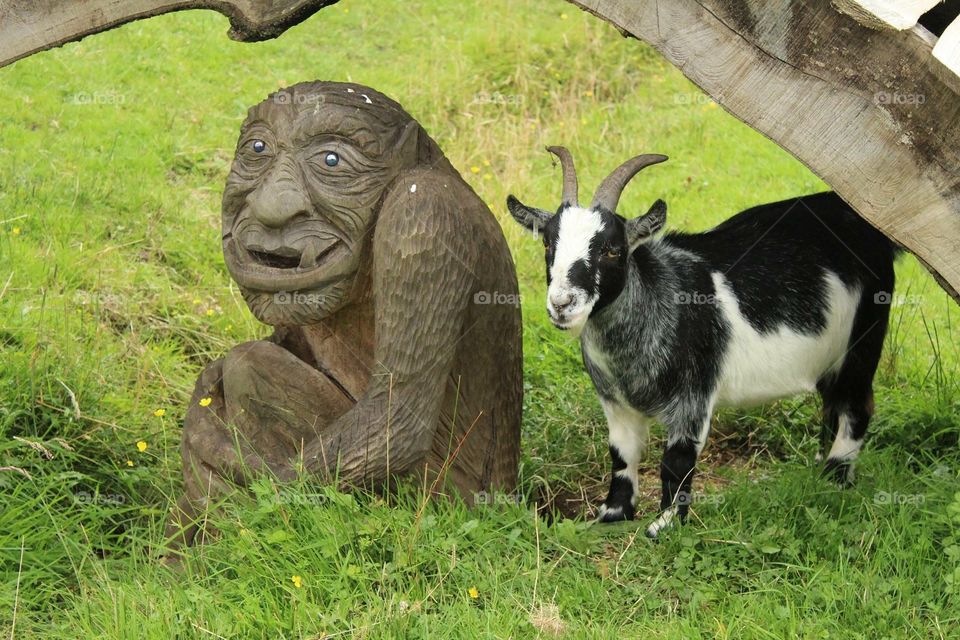 Goat and carving