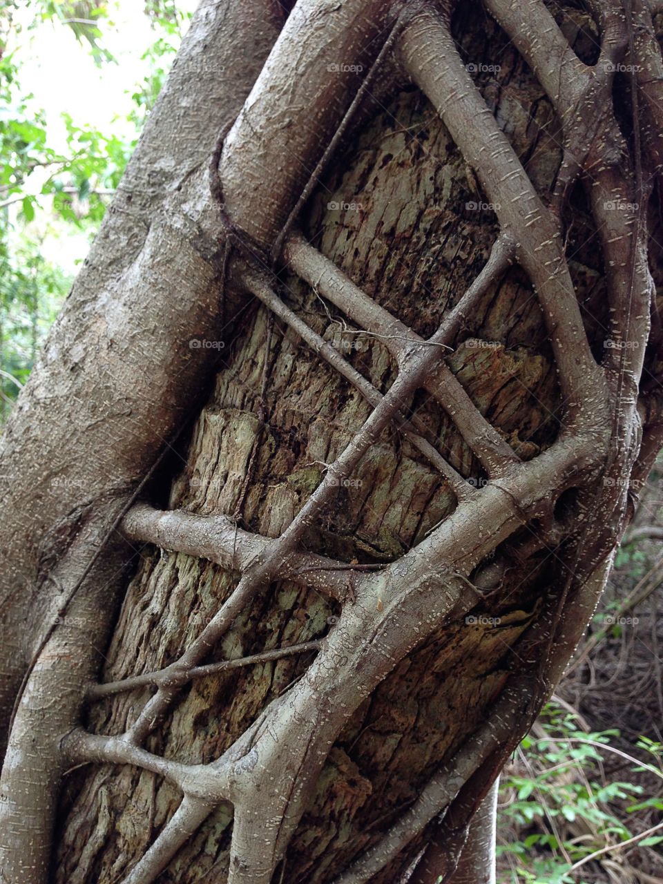 Creative texture-tree