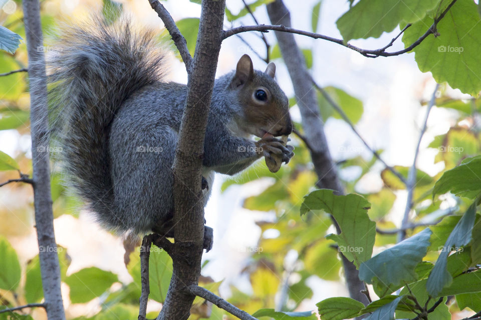 Squirrel in a tree eating - ekorre i träd äter nöt