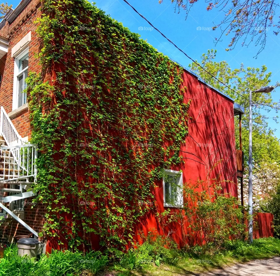 wall and plant
