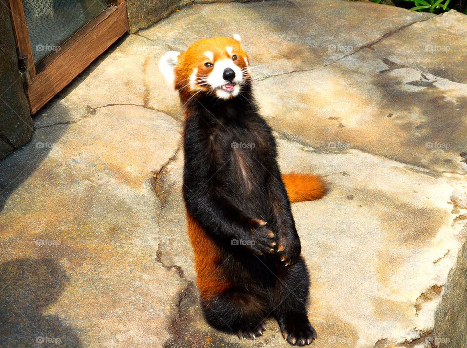 Red panda