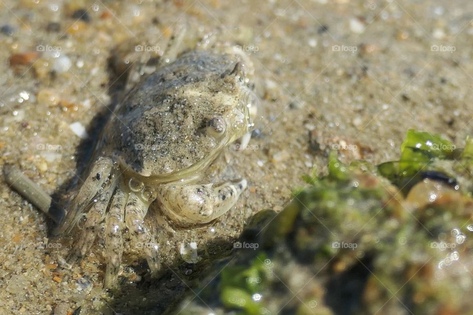 Crab on the beach - 1