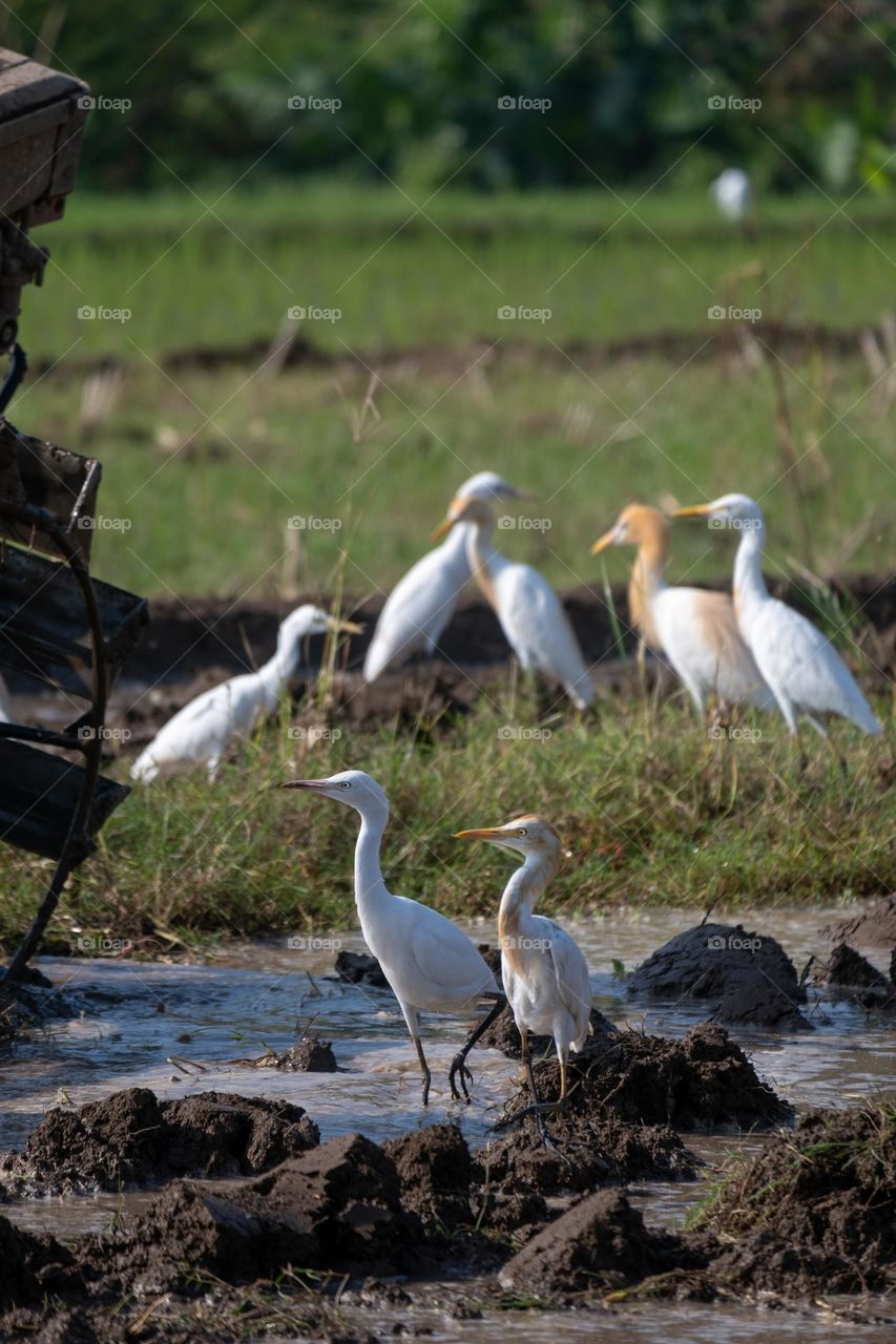 diversity color of birds in same species