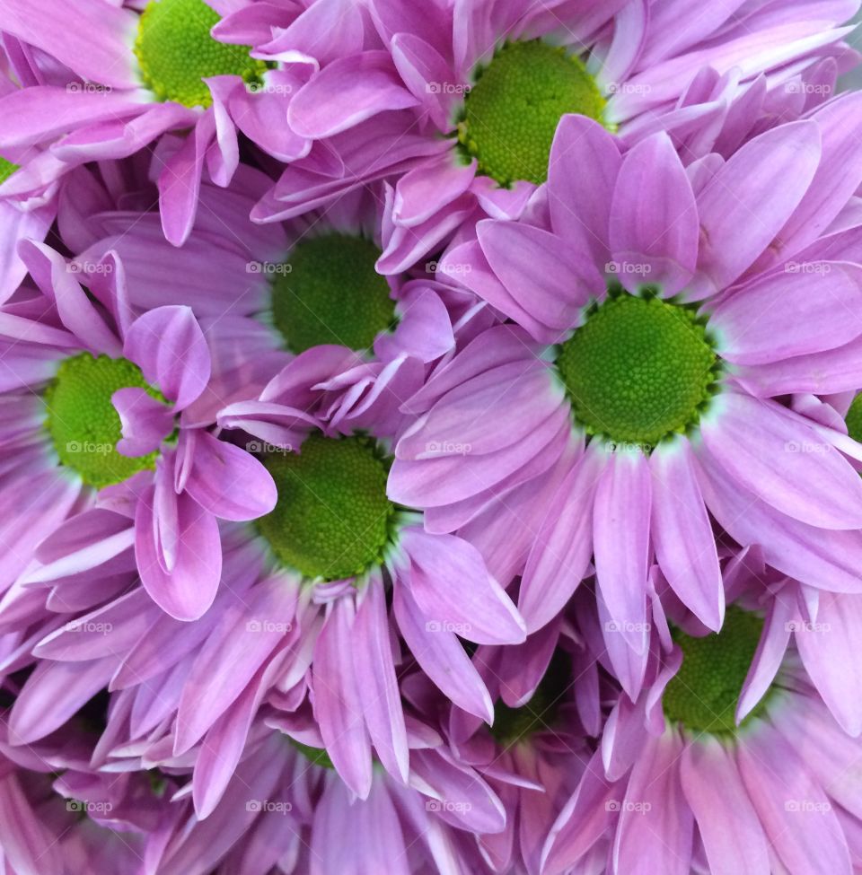 Purple daisies 