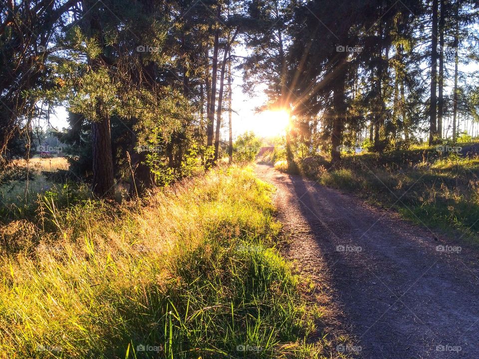 View of footpath in forest at morning