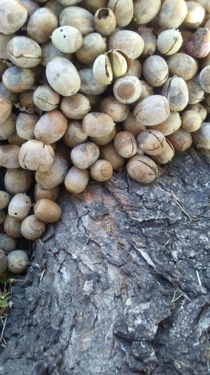 acorns piled beside a trunk