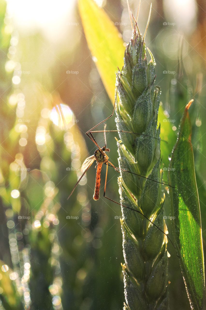 A daddy long legs clings to an ear of wheat as the sun rises behind.