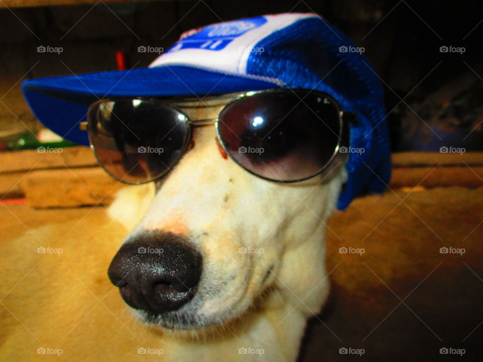 dog on shade and cap