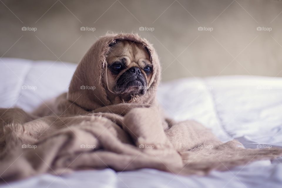 Bed, Portrait, Sleep, Cute, Family