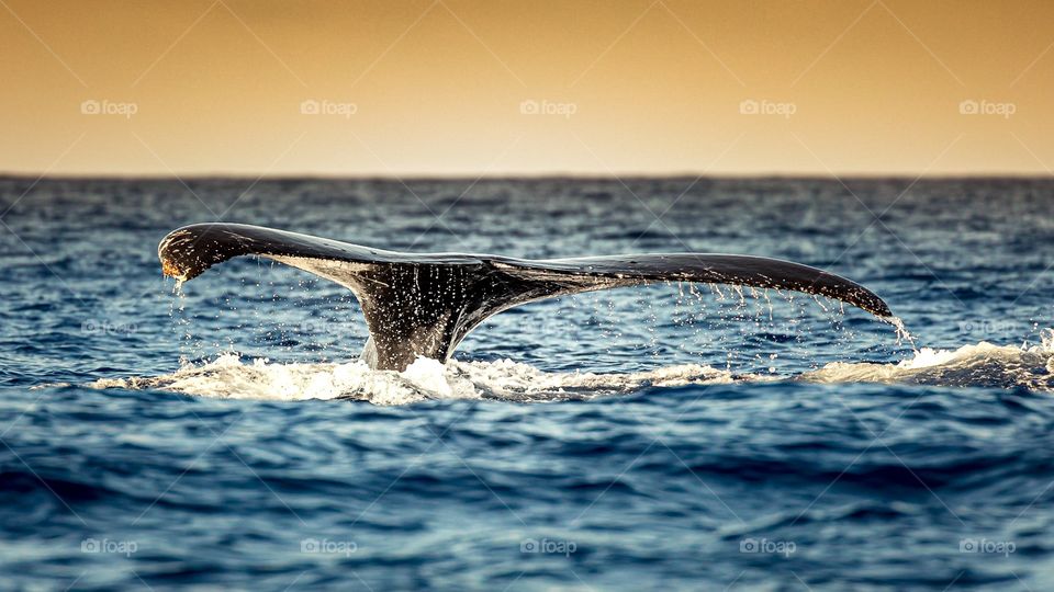 Humpback whale’s tail. Maui, Hawaii. 