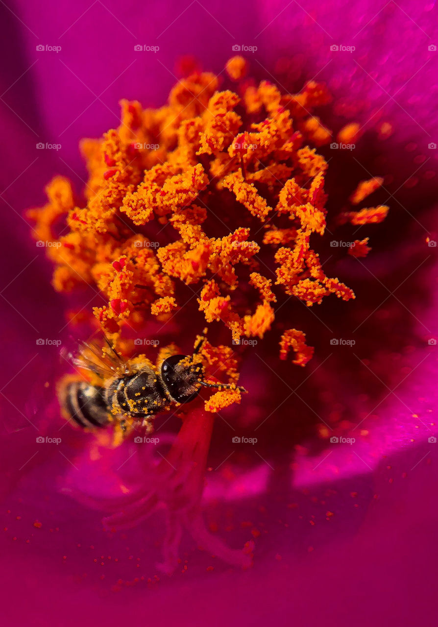 Macro shot of insects 