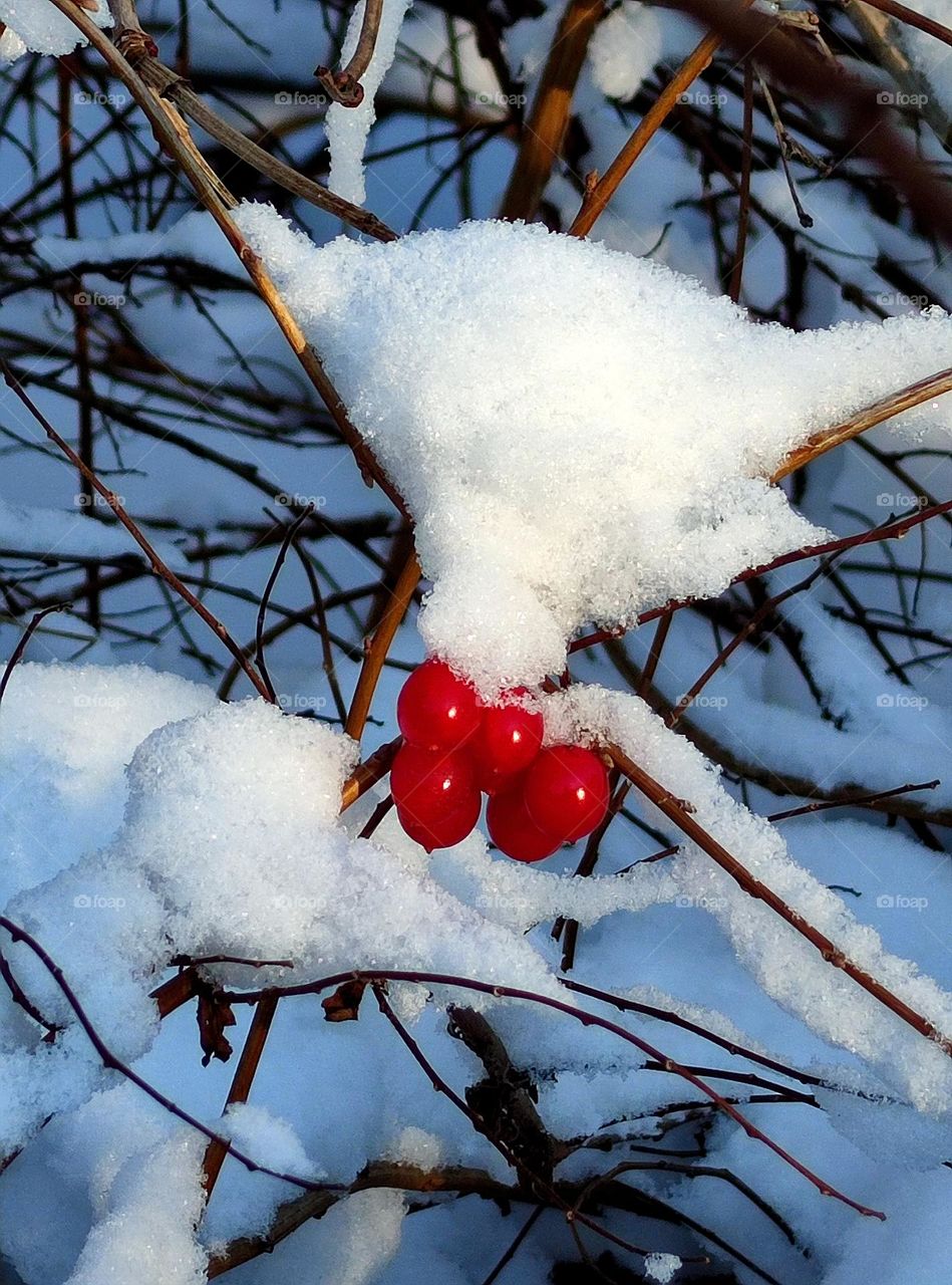 Minimalism.  a bunch of red berries hangs on snowy branches.  Color minimalism.  White snow and a bunch of red berries