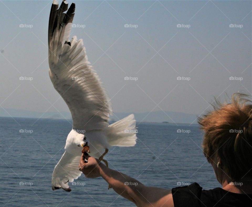feeding a seagull