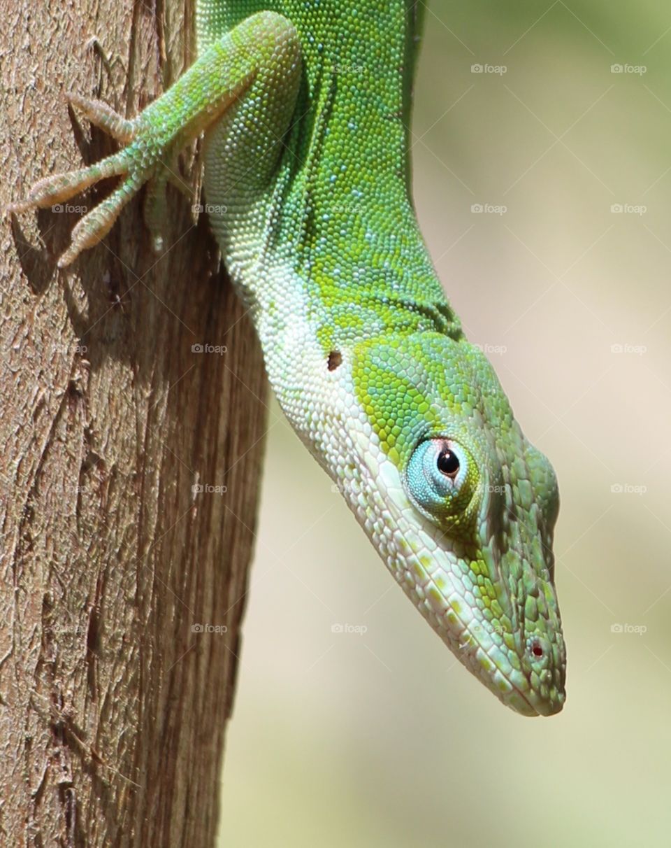 Blue Eyes. This little guy just hung out to have his picture taken - I think he really enjoyed himself