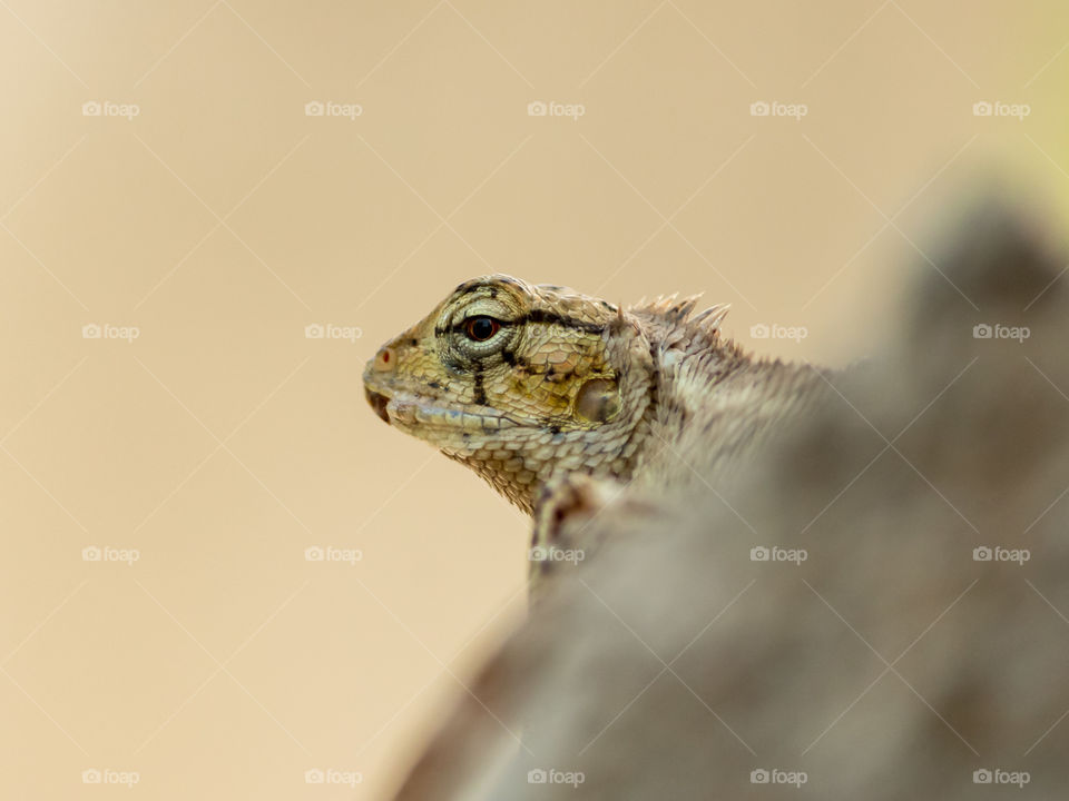 Beautiful eyes of chameleon lizard