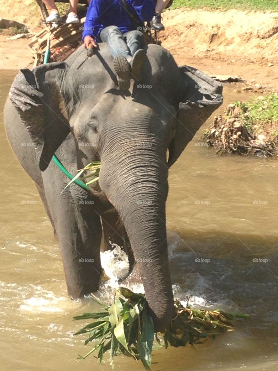 Thai Elephant