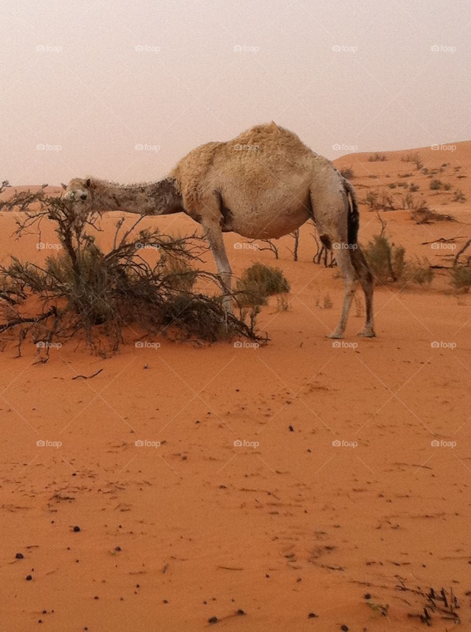 Camel standing on sand at desert