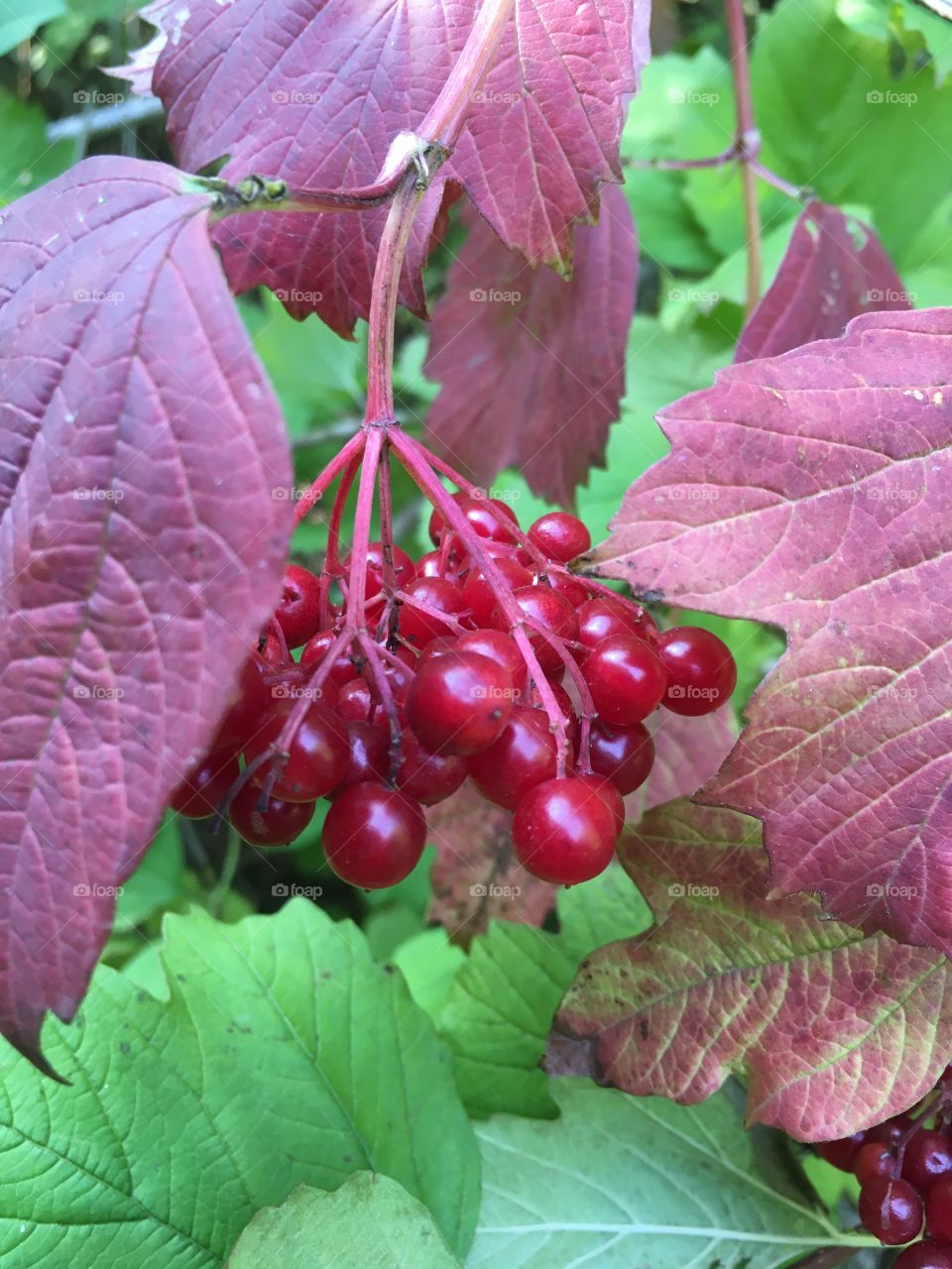 Red shiny berries amongst leaves turning an autumnal shade of auburn found in the English Countryside 