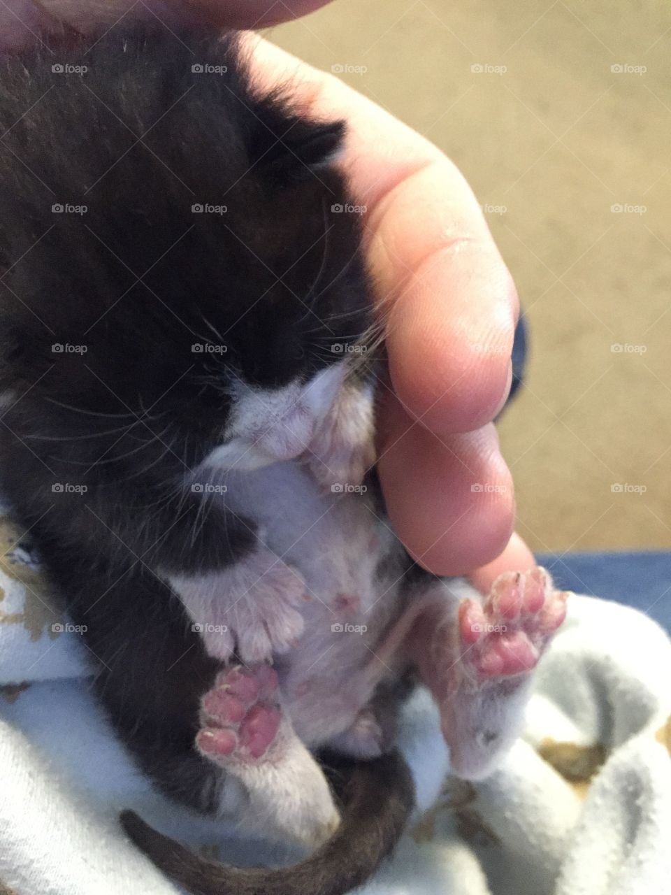 Tiny black and white Tuxedo cat sleeping in someone’s hand. He is 2 weeks old. 