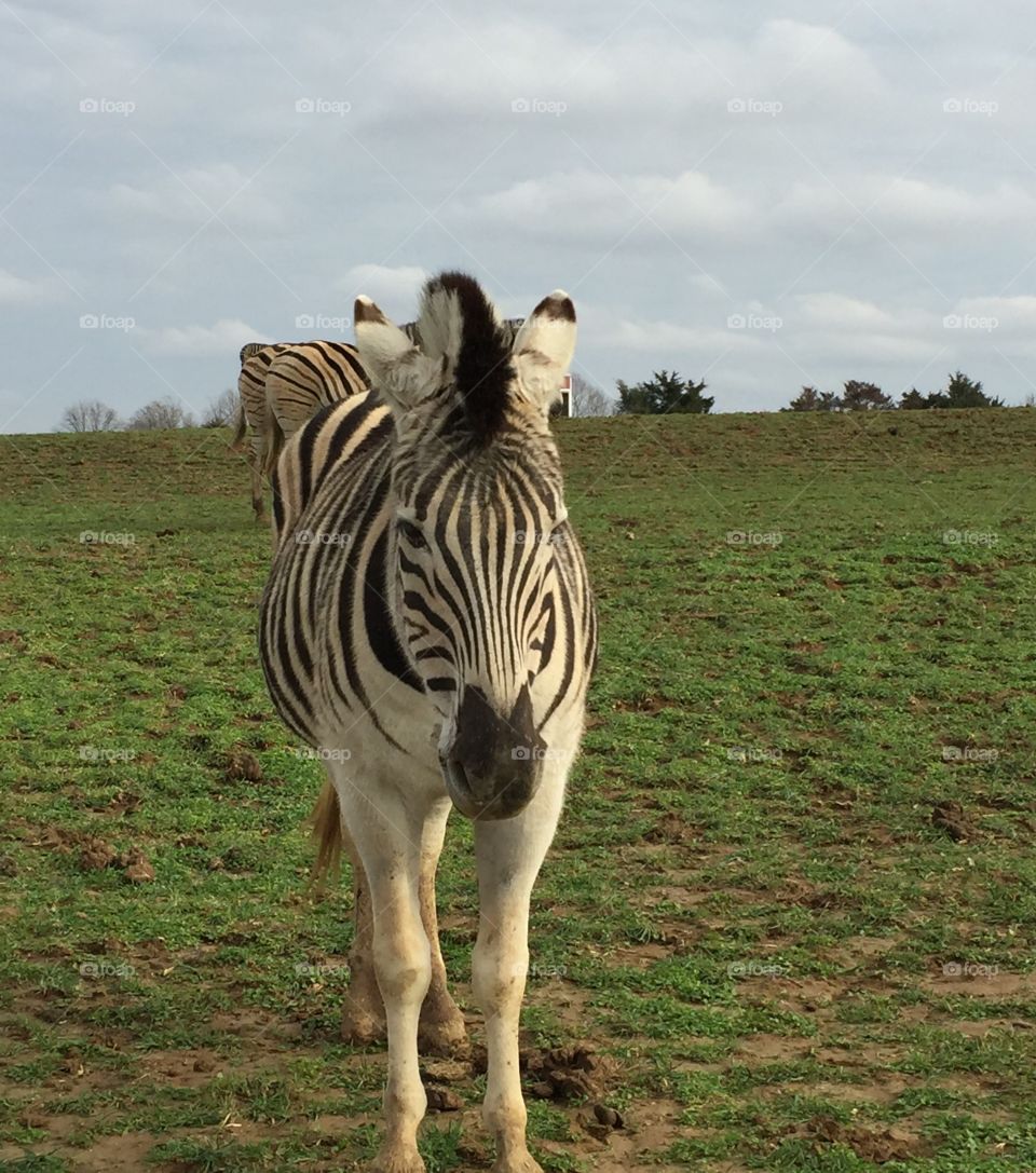 Zebra 