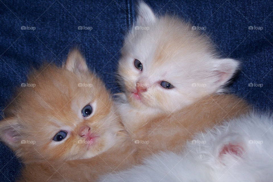 Two Persian Kittens 