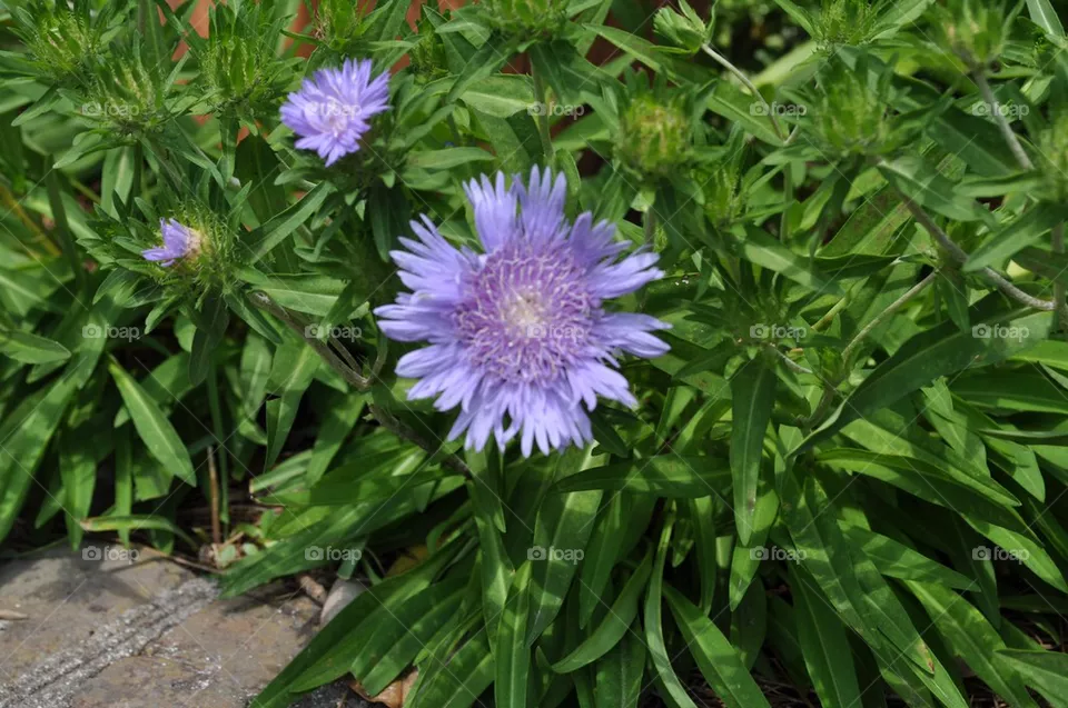 Flowe