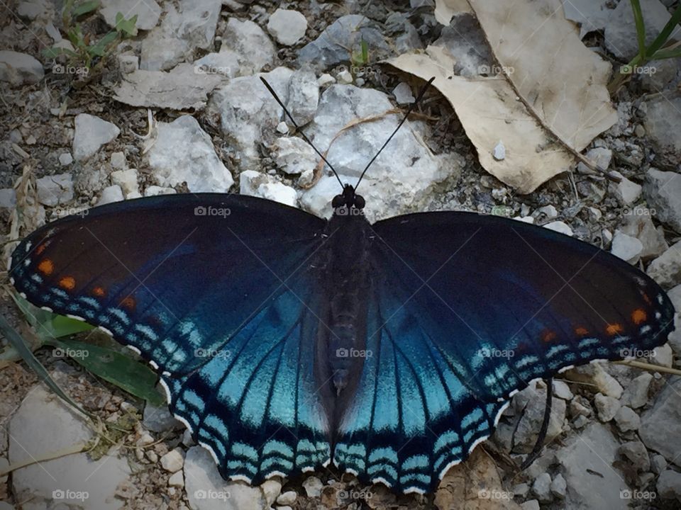 Butterfly Break