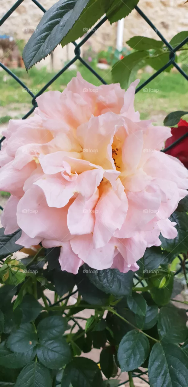 🏵🌹