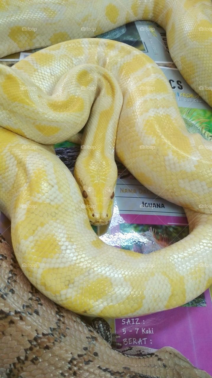 This albino python is tame, cute and adorable!