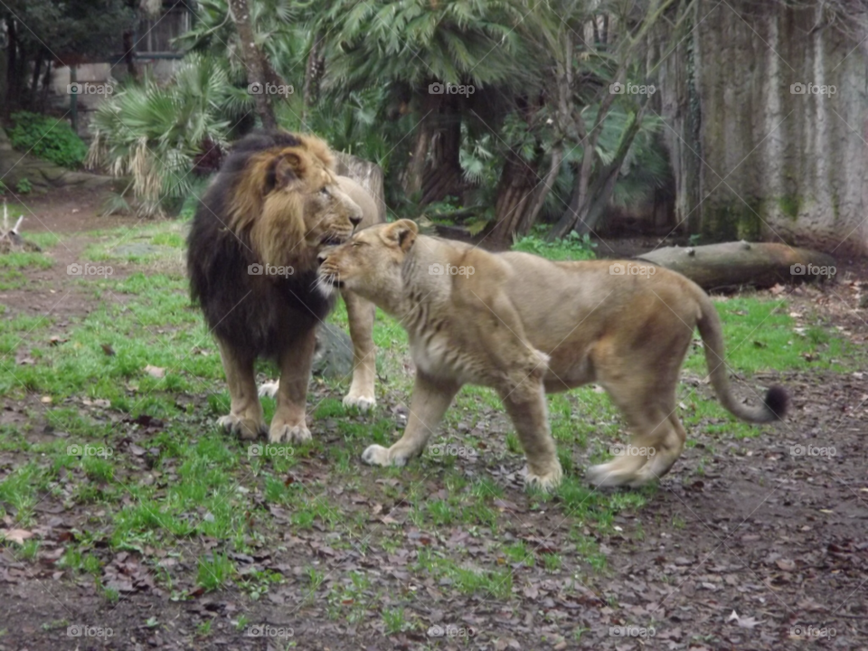 rome love animals lion by yasinali