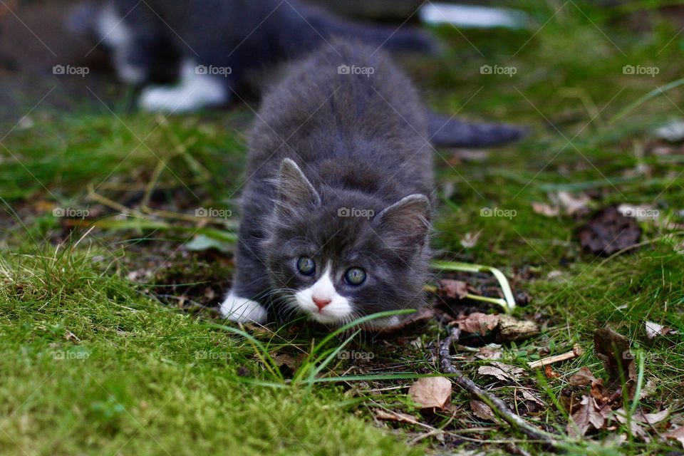 Cute kitten playing