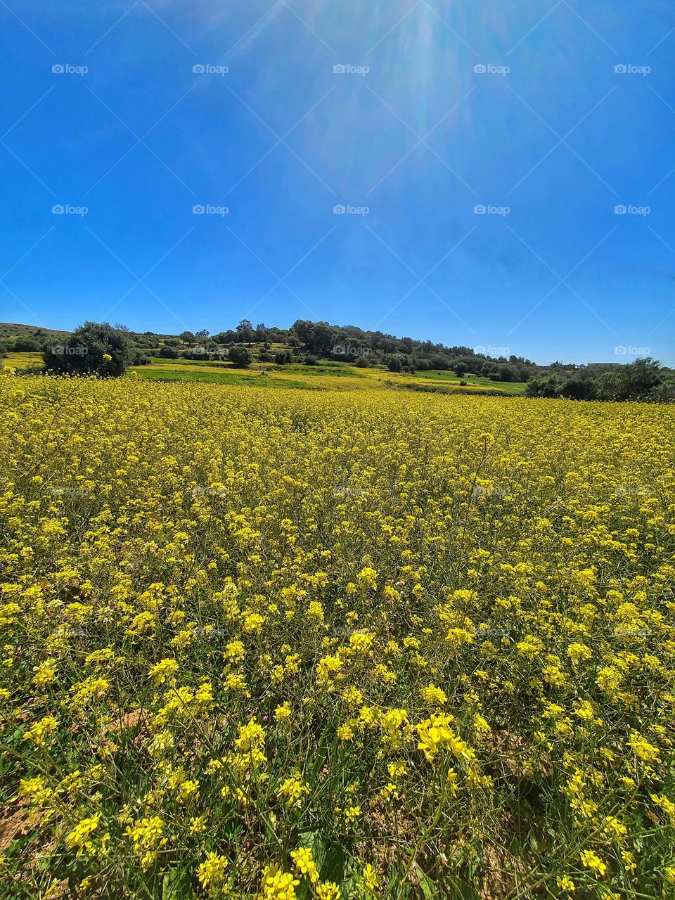 A vibrant field of yellow blossoms under a clear blue sky.