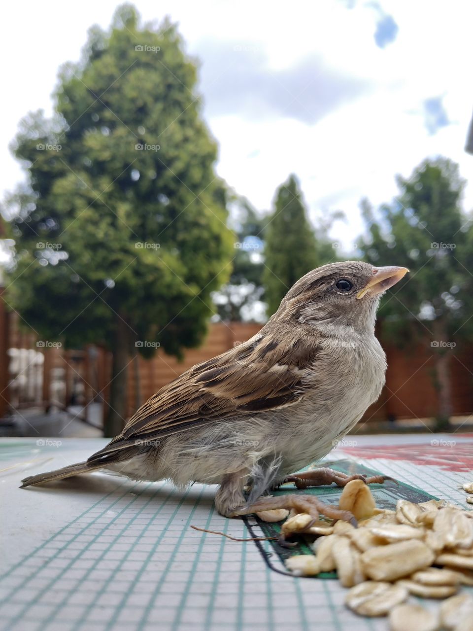 brave sparrow