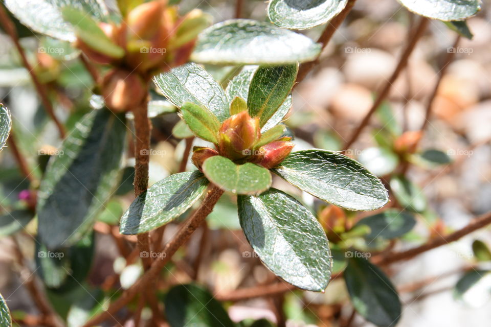 close up of flowering plants