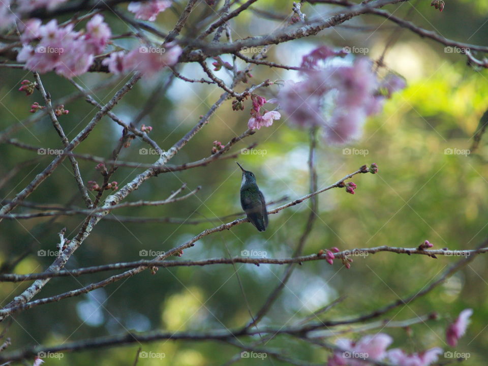 Hummingbird