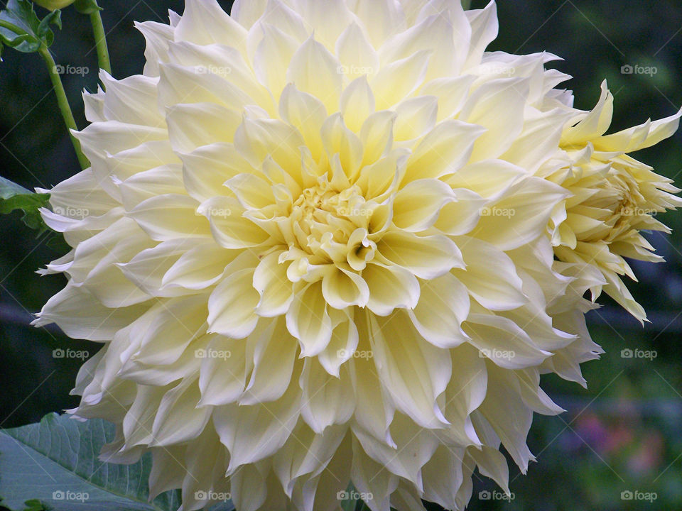 spring flowers garden yellow by tonyalynn