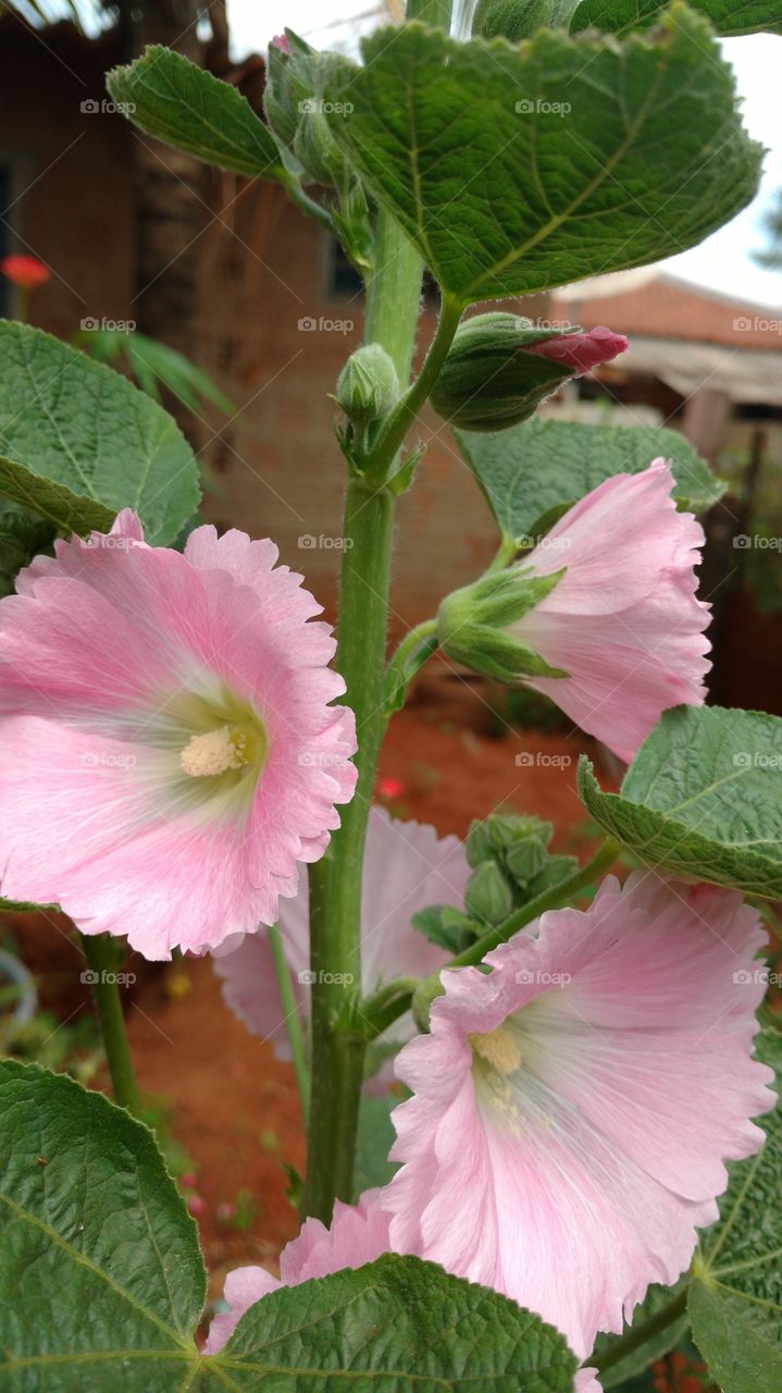 Pink flower blooming at garden