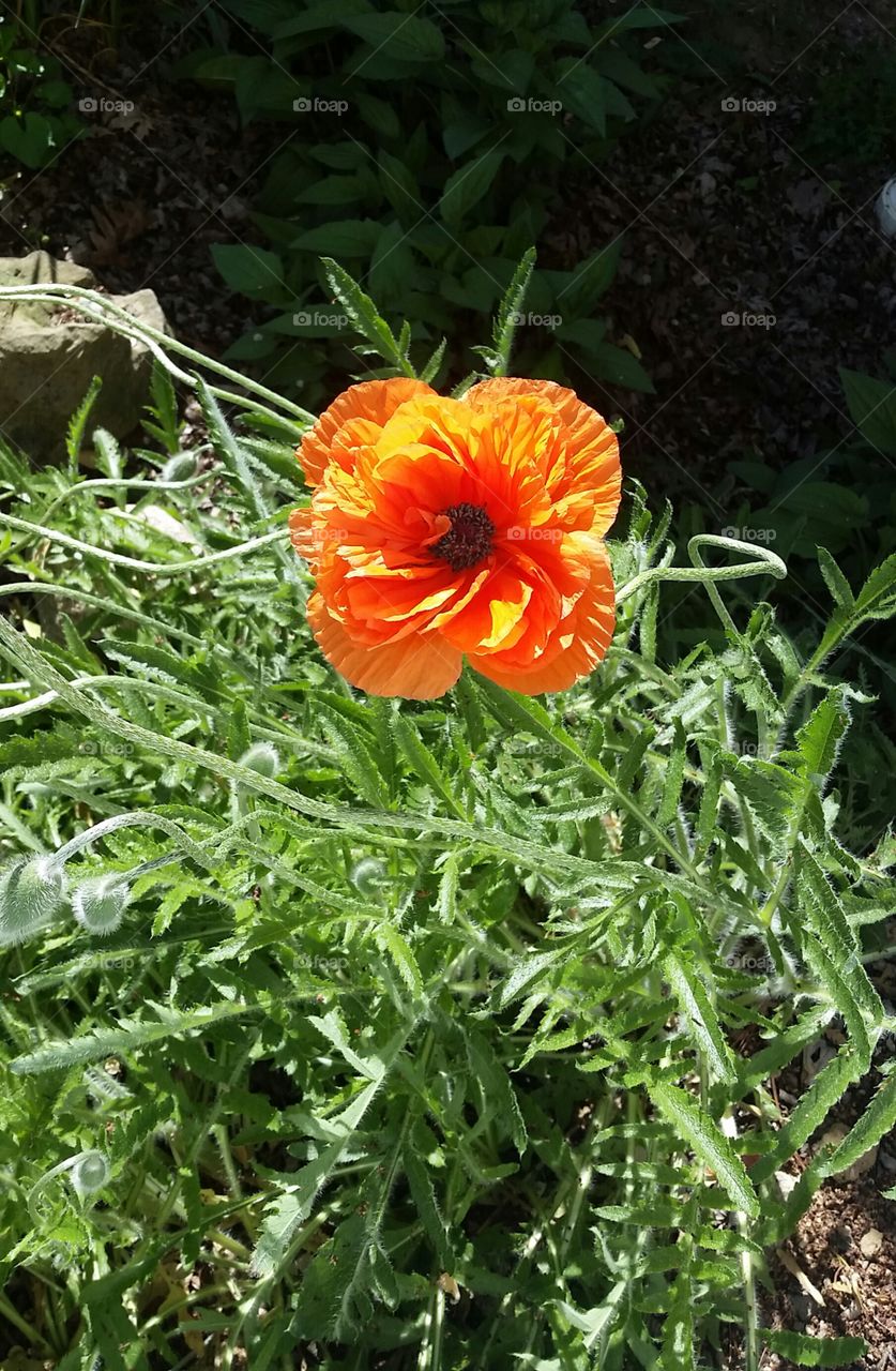 poppy. the morning light gave the poppy a glow