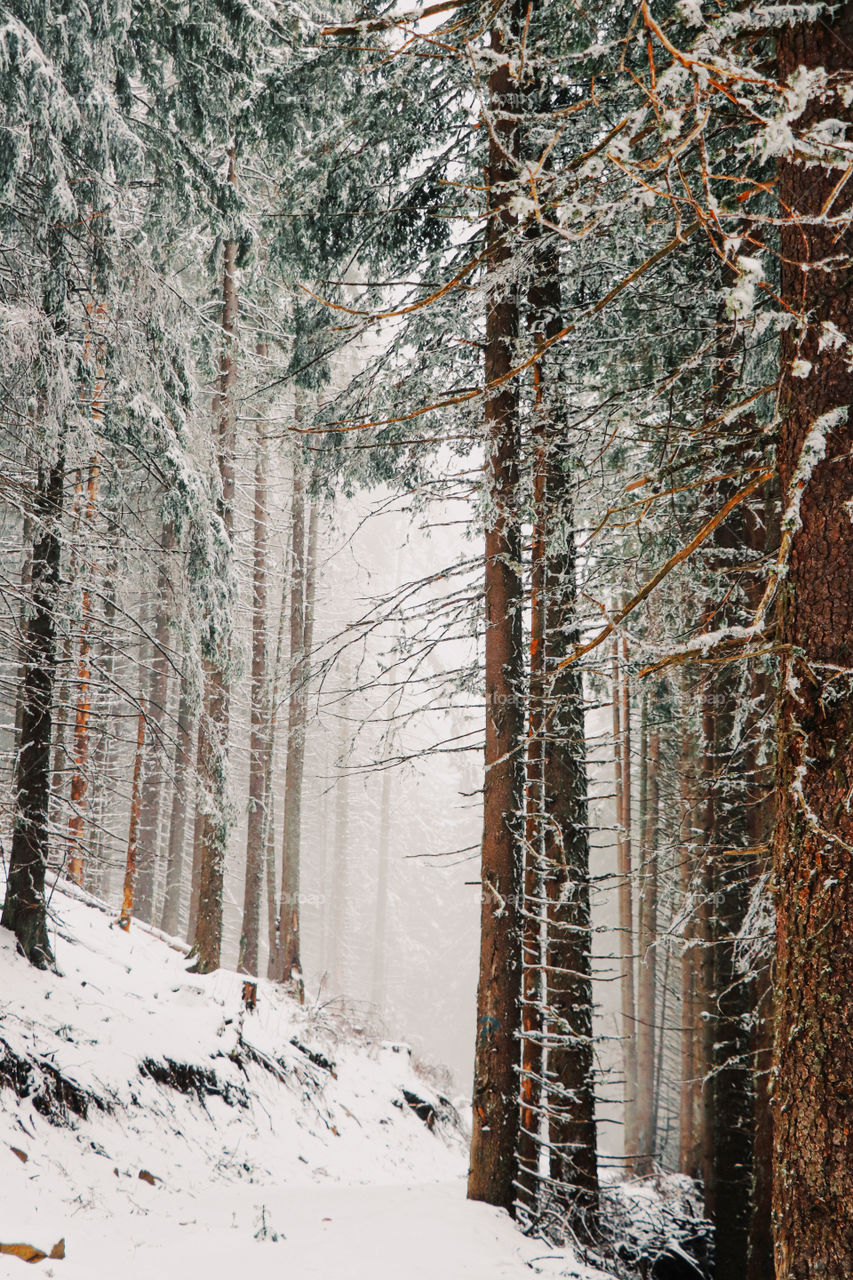 woodland beauty