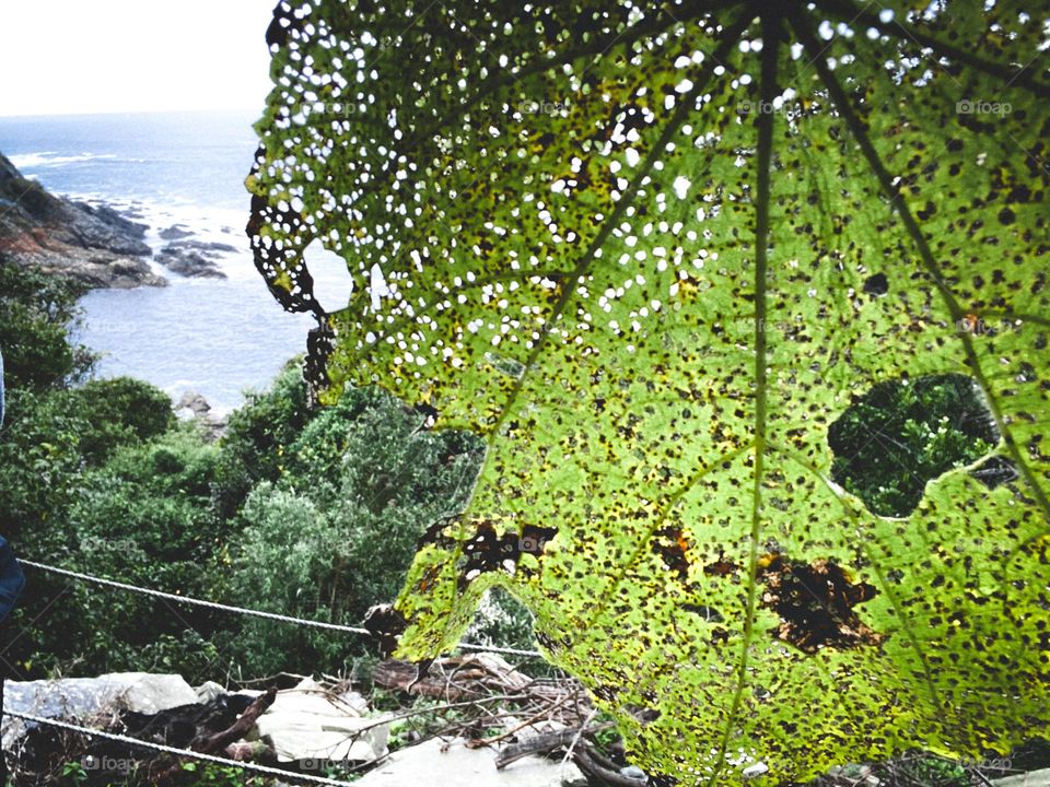 Leaf at the forest cost